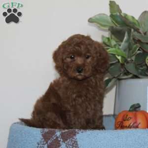 Garfield, Cavapoo Puppy